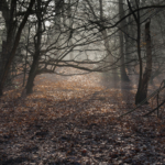 oca walking (67 of 64)